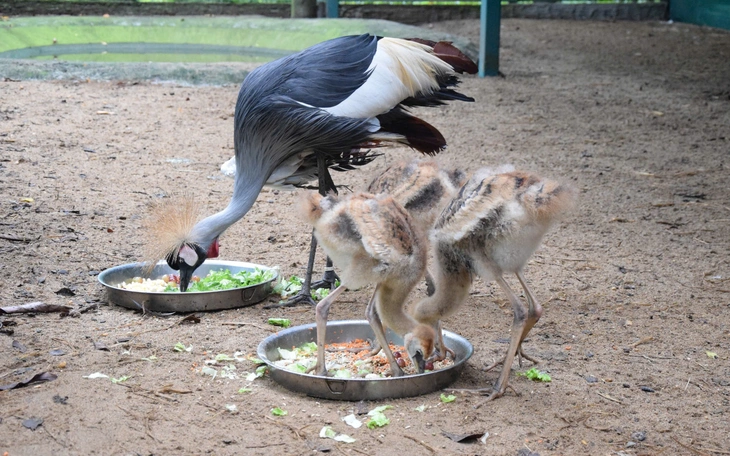 Hồng hạc con đầu tiên chào đời tại Thảo cầm viên Sài Gòn - Ảnh 10.