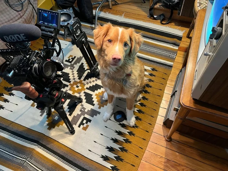 Chú chó trong phim kinh dị Good Boy tranh Oscar, chuyện thật hay giỡn? - Ảnh 1. Good Boy - Ảnh 1.