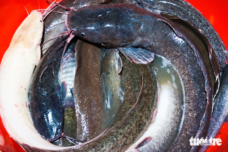 Dân đổ dớn mùa nước nổi trúng luồng cá trê khủng, có con cá trê dài gần 1m, nặng 8kg - Ảnh 3.
