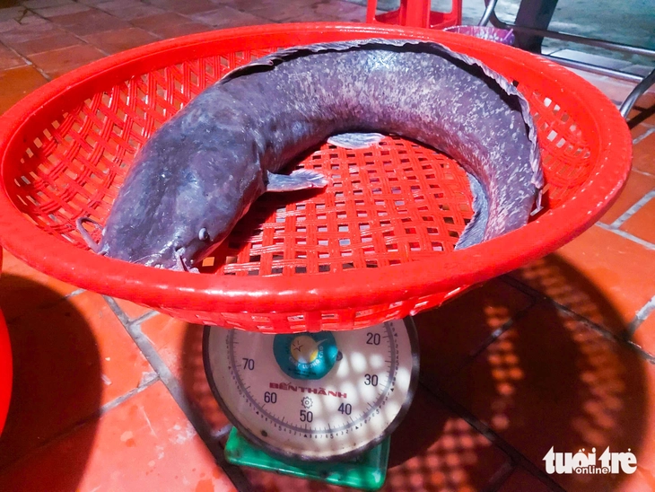 Dân đổ dớn mùa nước nổi trúng luồng cá trê khủng, có con cá trê dài gần 1m, nặng 8kg - Ảnh 4.