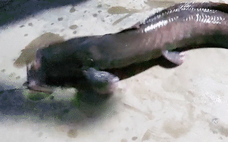 Đổ xô đi xúc cá linh tại cống Tha La và Trà Sư hốt “bạc triệu” cả ngày - Ảnh 2.