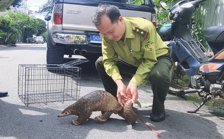 Tê tê Java quý hiếm đi lạc, người dân phát hiện liền đem giao nộp cho công an - Ảnh 2.