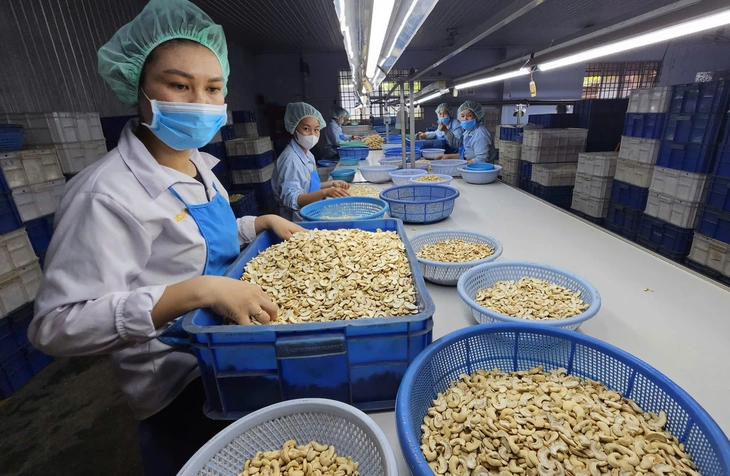 Loạt lý do khiến ngành điều Việt Nam lo khó tồn tại - Ảnh 1.
