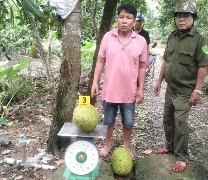 trái mít - Ảnh 1.