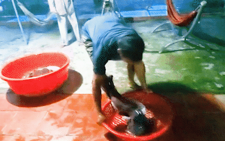 Dân miền Tây cười sảng khoái vì đặt lờ dính luồng cá lóc đồng, có cá lóc nặng hơn 1kg - Ảnh 9.