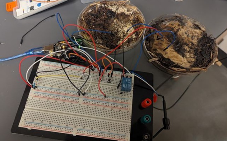 Khoa học Đức gây bất ngờ: Dùng nấm thay bê tông để xây nhà - Ảnh 2.