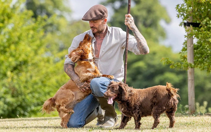 Beckham chính thức được phong tước Hiệp sĩ - Ảnh 3.