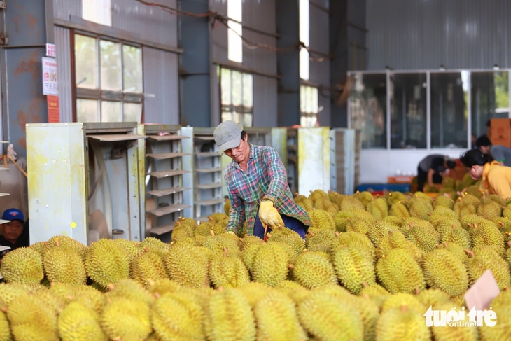 Gần 2.000 container sầu riêng bị ùn ứ, Đắk Lắk lên kế hoạch xây trung tâm kiểm nghiệm - Ảnh 2. Gần 2.000 container sầu riêng bị ùn ứ, Đắk Lắk lên kế hoạch xây trung tâm kiểm nghiệm - Ảnh 2.