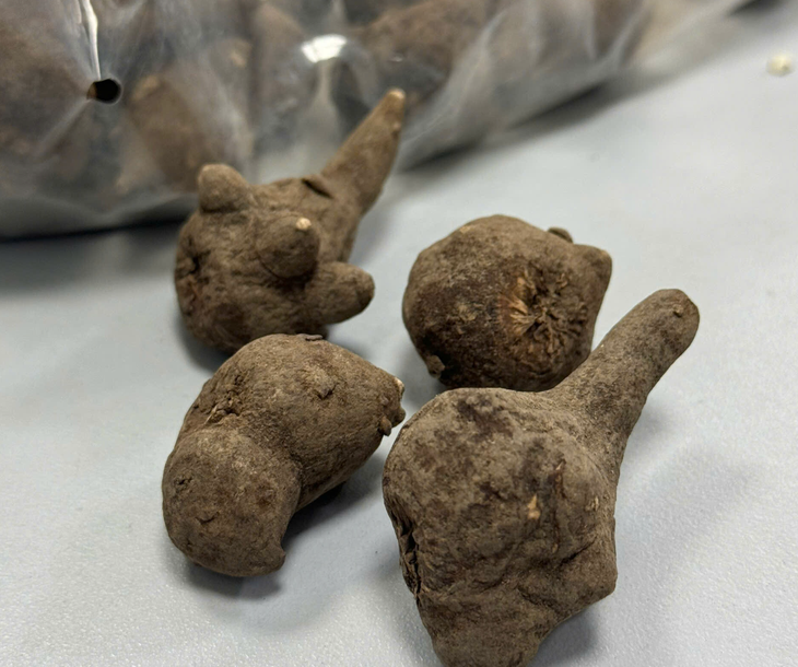 Suýt mất mạng vì uống củ ấu tàu chữa đau khớp - Ảnh 2. củ ấu tàu - Ảnh 2.