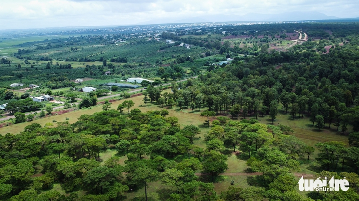 rừng thông - Ảnh 2.