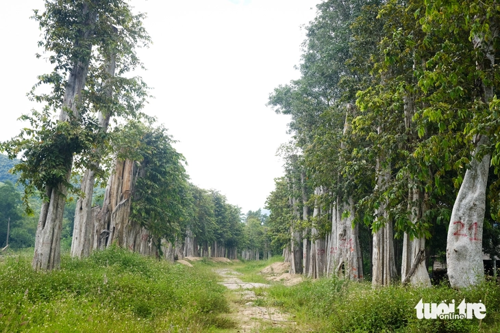 Kỷ luật buộc thôi việc Chi cục trưởng Chi cục Kiểm lâm tỉnh Gia Lai và 4 thuộc cấp - Ảnh 1.