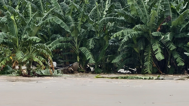 Cứu người đàn ông chăn bò mắc kẹt giữa dòng lũ dữ trên sông Trà Khúc - Ảnh 3.