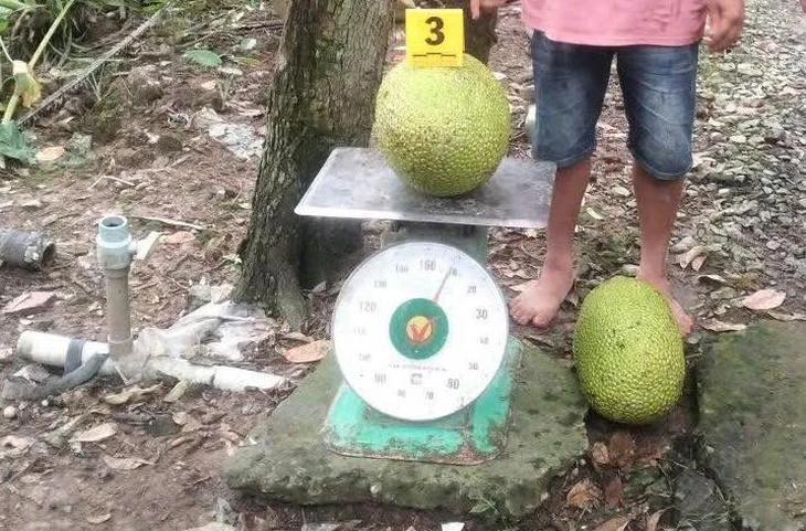 Vụ khởi tố người trộm 2 trái mít: 'Xử lý nghiêm để làm gương' - Ảnh 1.