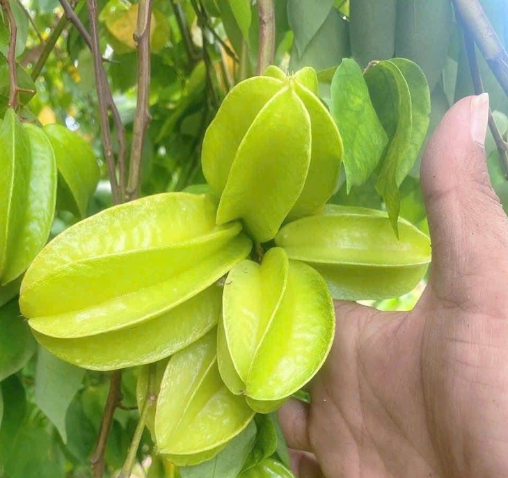 Tắm trẻ sơ sinh bằng lá khế, coi chừng nhiễm trùng da - Ảnh 1.