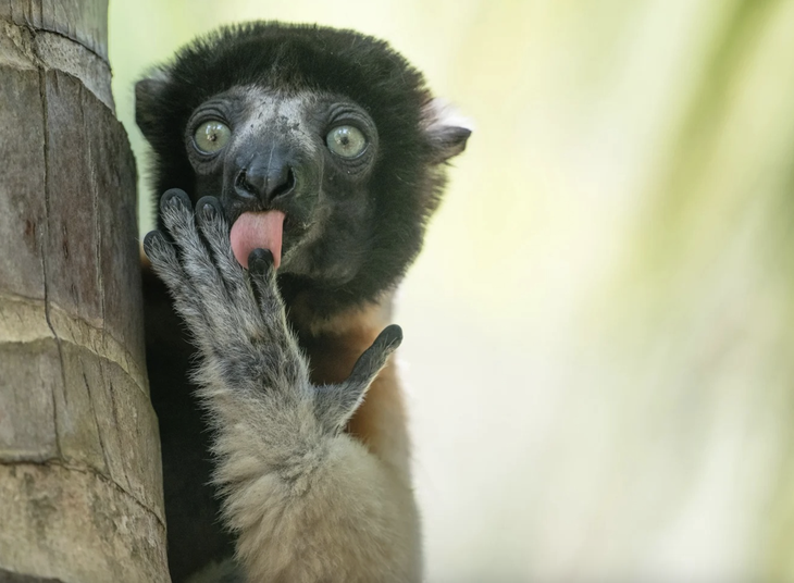 Mòng biển 'thả bom' đại bàng lọt top ảnh động vật hài hước 2025 - Ảnh 2.