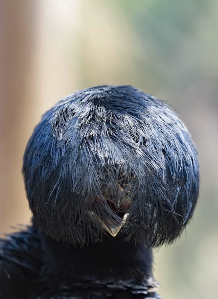 Mòng biển 'thả bom' đại bàng lọt top ảnh động vật hài hước 2025 - Ảnh 4.