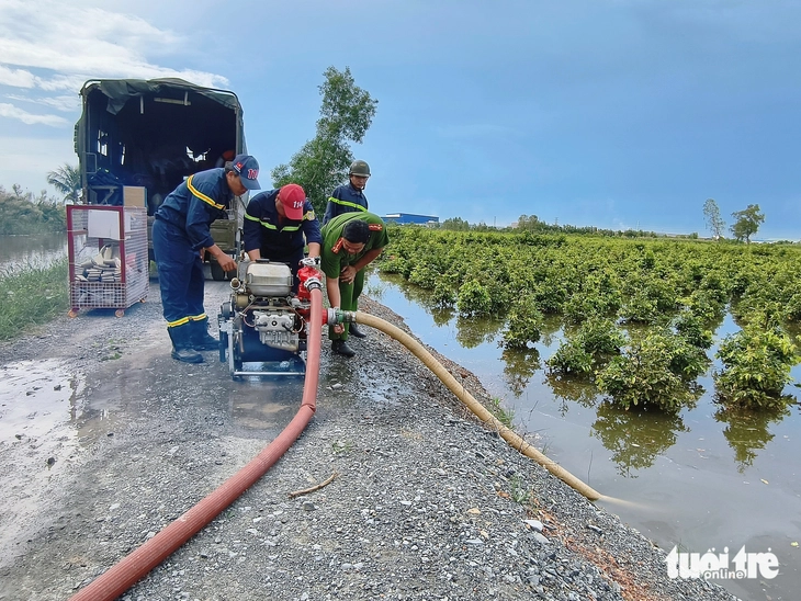 mai vàng - Ảnh 1.