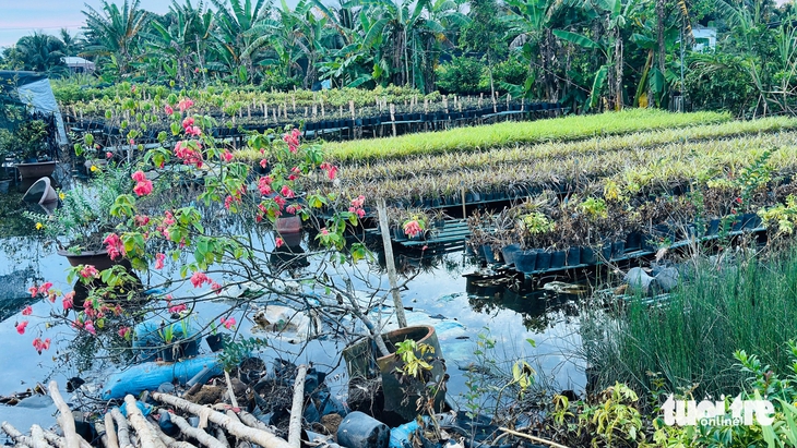 Triều cường kết hợp mưa lớn làm hư hại hơn 24ha hoa kiểng ở làng hoa Sa Đéc - Ảnh 1.