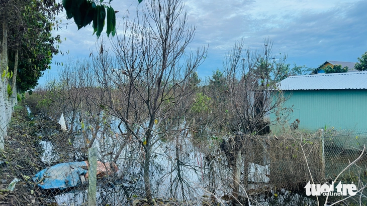 làng hoa sa đéc - Ảnh 2.