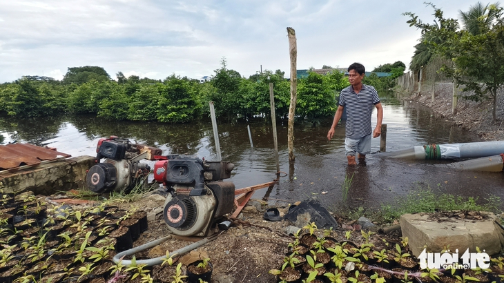 mai vàng - Ảnh 4.