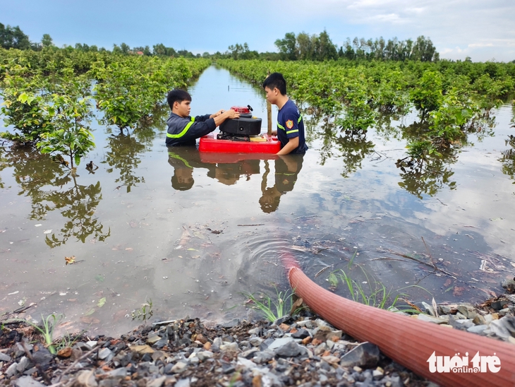 mai vàng - Ảnh 6.