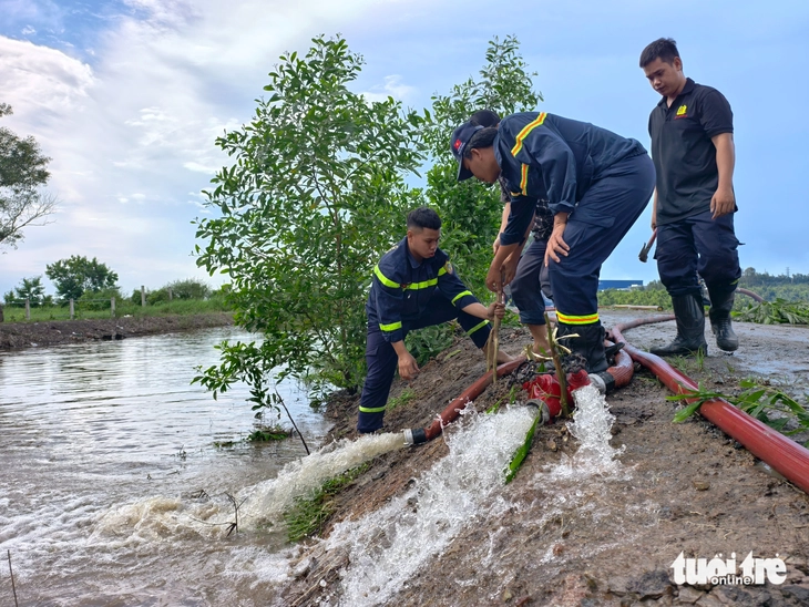 mai vàng - Ảnh 7.