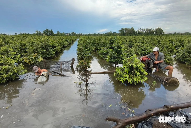 mai vàng - Ảnh 5.