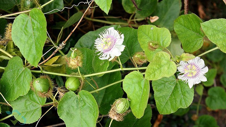 chùm bao - Ảnh 1.