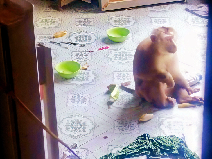 Bắt được khỉ đuôi lợn 7kg cắn người ở xã Tân Nhựt, TP.HCM - Ảnh 1.