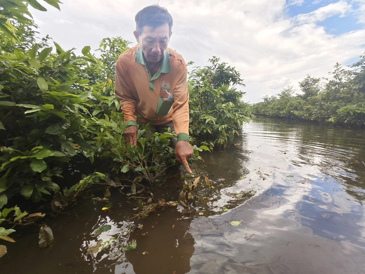 mai vàng - Ảnh 3.