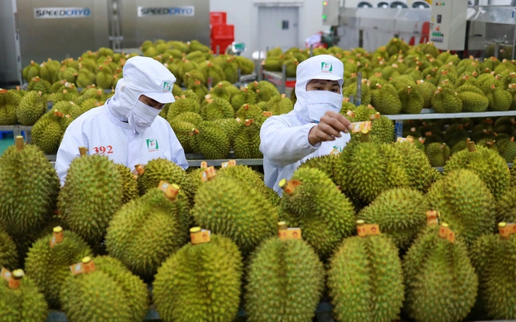 Hoạt động kiểm nghiệm vàng O và Cadimi trong sầu riêng xuất khẩu cơ bản đã trở lại bình thường - Ảnh 3.