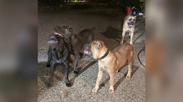 Ngôi sao Fast and Furious ra đầu thú, bị buộc tội ngược đãi động vật - Ảnh 2.