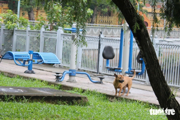 Chó không rọ mõm chạy dọc kênh Nhiêu Lộc - Thị Nghè: 'Dẫn cháu đi dạo sợ chó lao tới cắn' - Ảnh 7.