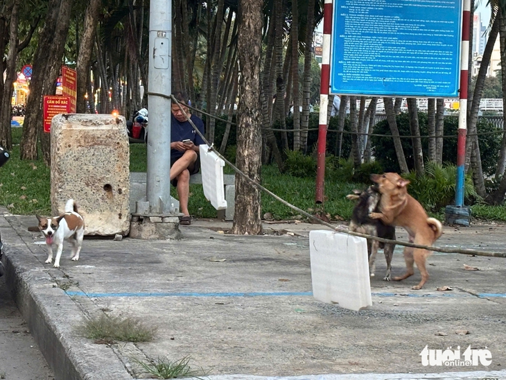 Chó không rọ mõm chạy dọc kênh Nhiêu Lộc - Thị Nghè: 'Dẫn cháu đi dạo sợ chó lao tới cắn' - Ảnh 9.