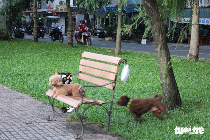 Chó không rọ mõm chạy dọc kênh Nhiêu Lộc - Thị Nghè: 'Dẫn cháu đi dạo sợ chó lao tới cắn' - Ảnh 10.