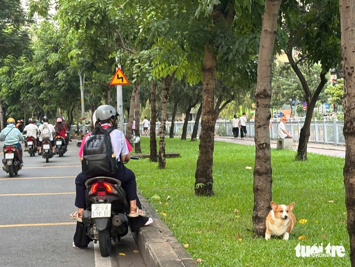 Chó không rọ mõm chạy dọc kênh Nhiêu Lộc - Thị Nghè: 'Dẫn cháu đi dạo sợ chó lao tới cắn' - Ảnh 1.