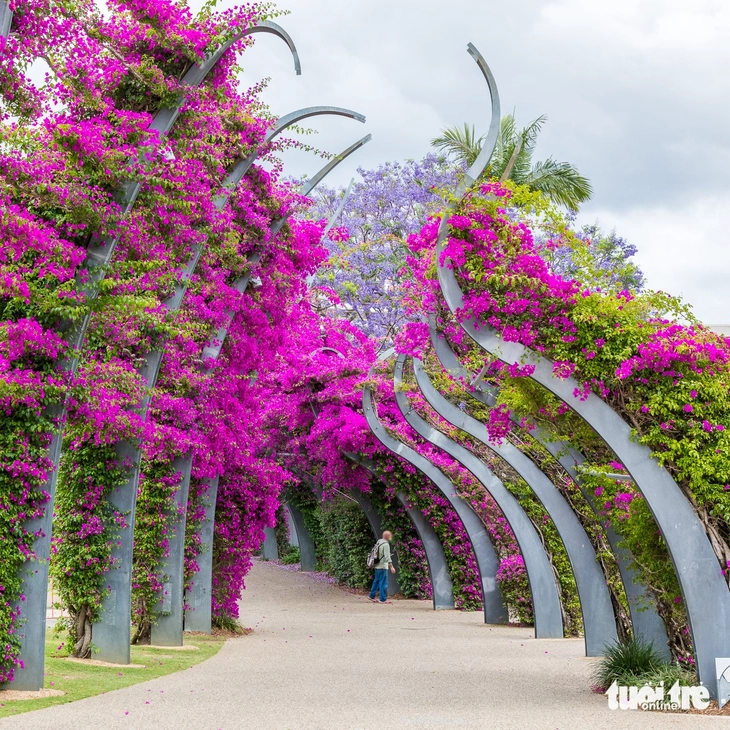 Từ Story Bridge đến đảo Tangalooma: Hành trình chạm vào trái tim Brisbane - Ảnh 19.
