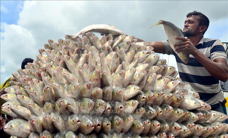 cá hilsa - Ảnh 1.