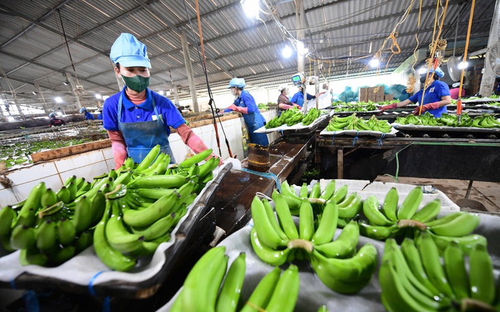 Tín chỉ Carbon sẽ là cơ hội vàng cho Tây Ninh mới - Ảnh 3.