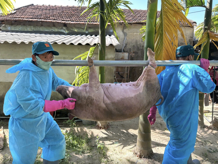 Hàng ngàn con heo chết vì dịch tả heo châu Phi: Vắc xin thôi chưa đủ! - Ảnh 1.