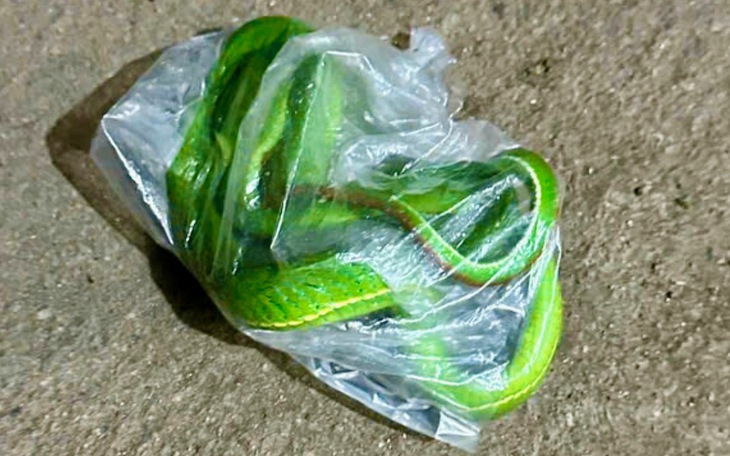 Nông dân miền Tây bắt con rắn đã cắn mình, mang đến Trại rắn Đồng Tâm để điều trị - Ảnh 2.