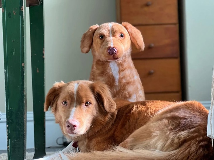 Good Boy, không chỉ là phim kinh dị rẻ tiền núp sau chú chó dễ thương - Ảnh 3. Good Boy - Ảnh 3.