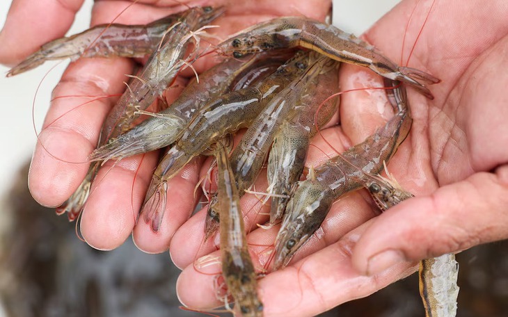 Hàng loạt lô tôm đông lạnh, giày thể thao từ Indonesia bị phát hiện nhiễm phóng xạ tại Mỹ và châu Âu - Ảnh 3.