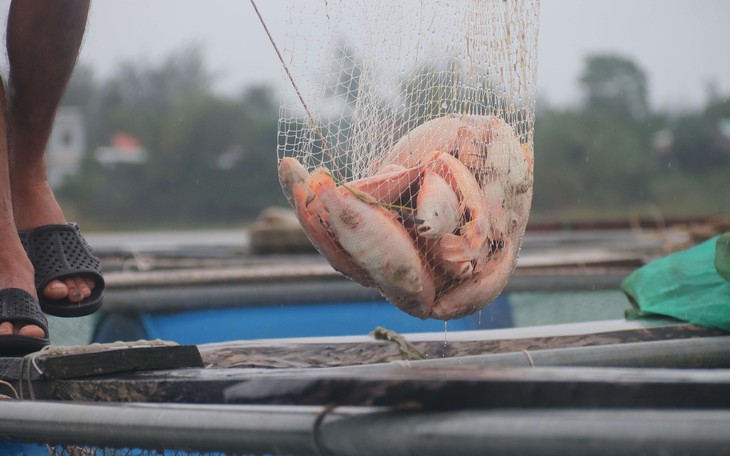 Nước lũ vừa rút, người Đà Nẵng ra đồng bắt được hàng chục kg cá - Ảnh 10.