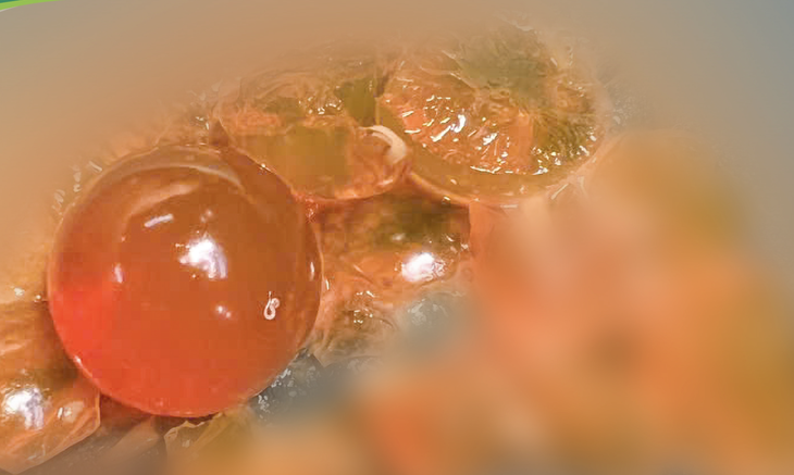 hạt nở - Ảnh 2.