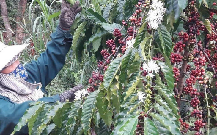 Xuất khẩu nông lâm thủy sản năm 2025 đạt 70,09 tỉ USD, cao nhất từ trước đến nay - Ảnh 2.