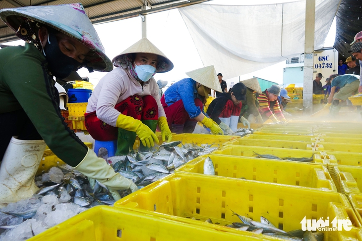 Vào mùa đánh bắt cao điểm, ngư dân nhộn nhịp cân cả trăm tấn cá biển ở cảng cá Tắc Cậu - Ảnh 4.