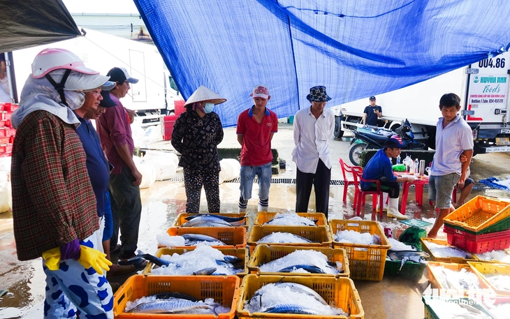 Vào mùa đánh bắt cao điểm, ngư dân nhộn nhịp cân cả trăm tấn cá biển ở cảng cá Tắc Cậu - Ảnh 5.