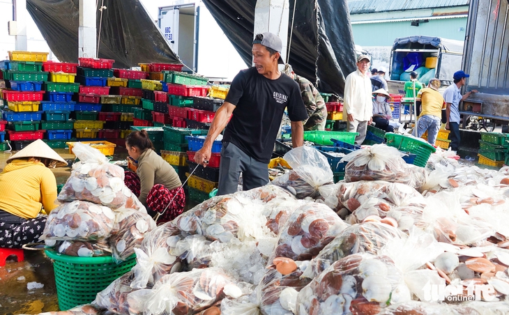 Vào mùa đánh bắt cao điểm, ngư dân nhộn nhịp cân cả trăm tấn cá biển ở cảng cá Tắc Cậu - Ảnh 6.