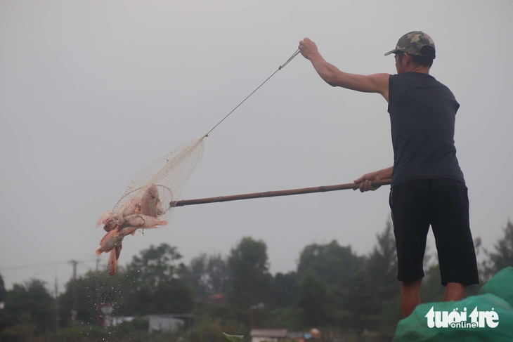 Cá chết do lũ, người dân Đà Nẵng mất hàng trăm triệu - Ảnh 1.